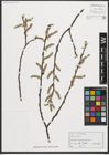 Foto von Salix purpurea L.